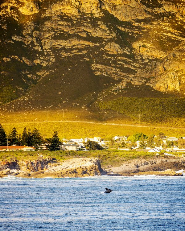 What are the best budget-friendly options for whale watching in Scotland?