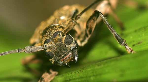 Which cultural events in Liverpool are dedicated to the Beatles?